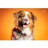 Red and brown checked dog bandana