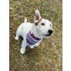 Summer reversible dog bandana