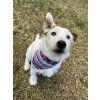 Summer reversible dog bandana