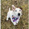 Summer reversible dog bandana