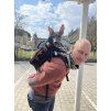 Batoh pro psy Little Chonk Maxine One - ergonomický nosič do 22 kg