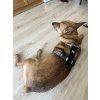Hemp Dog Harness – Non-restrictive, Natural & Fully Adjustable  Eco-Friendly Adjustable Dog Harness for Sensitive Skin