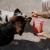 VegDog pops nízkotučné pamlsky pro psy 3