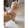 Hemp Dog Harness - pink  Eco-Friendly Adjustable Dog Harness for Sensitive Skin