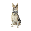 funky dog motýlek pro psa elegtní motýlek barevný psí motýlek 6