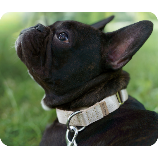 Furlicious martingale obojek pro psy