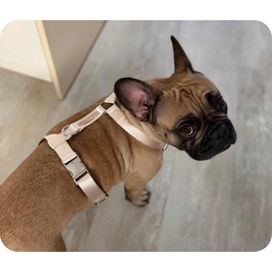 Furlicious postroj pro psy