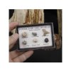 Mini-Sammlung - Fossilien