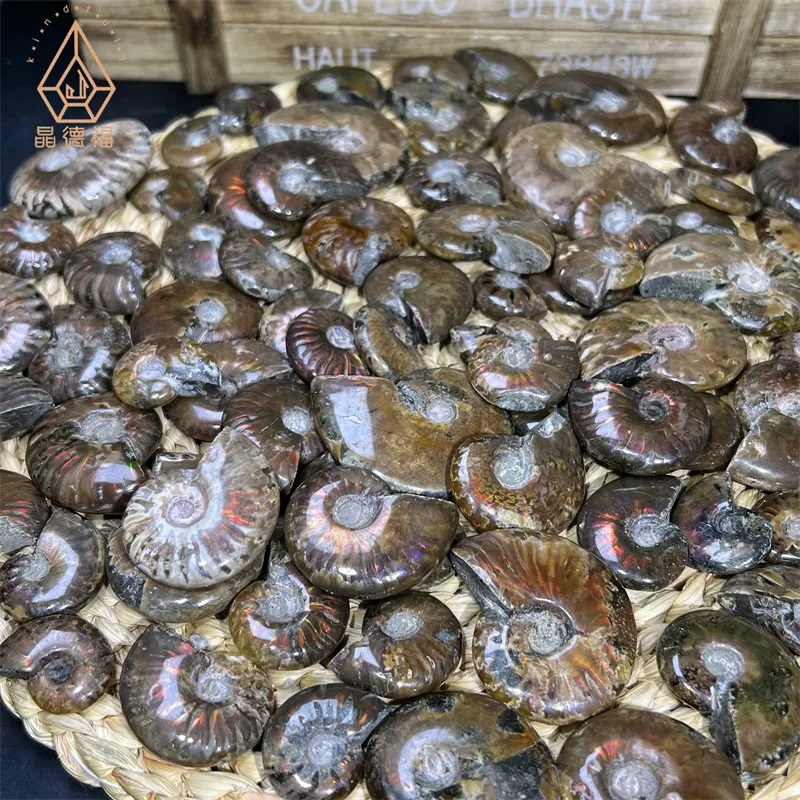 Paläontologie. Was ist das und womit beschäftigt sie sich?