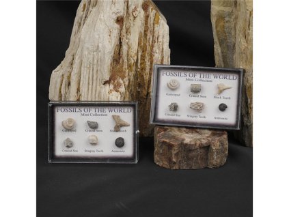 Mini-Sammlung - Fossilien