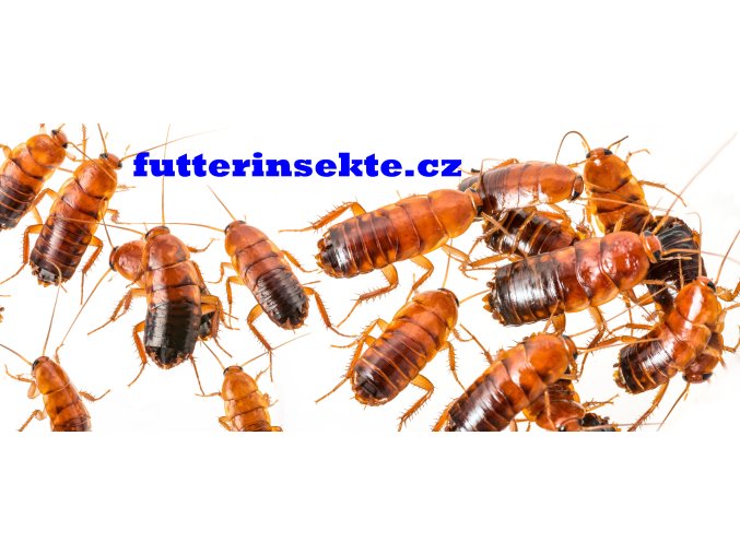 Lateralis