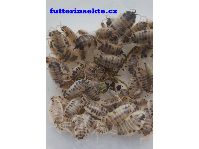 Porcellio laevis Dairy cow Panda futterinsekte