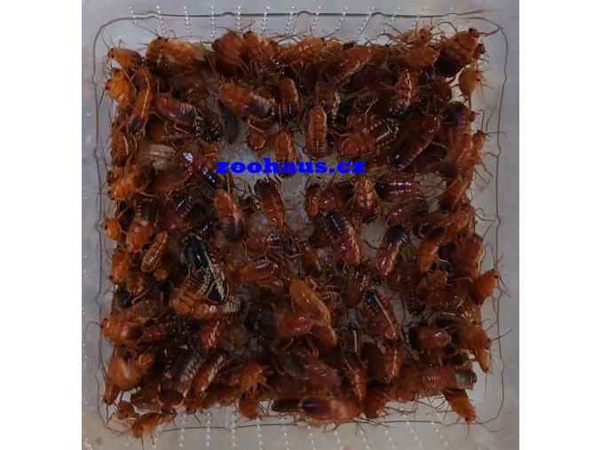 s tartara subadult