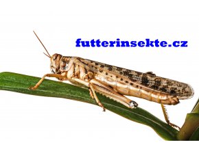 Gregaria adult futterinsekte