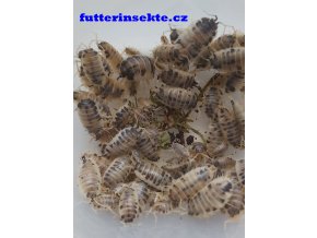 Porcellio laevis Dairy cow Panda futterinsekte