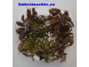 Porcellionides pruinosus Powder blue futterinsekte
