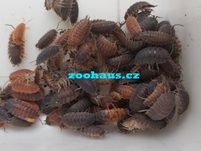 Porcellio scaber lava