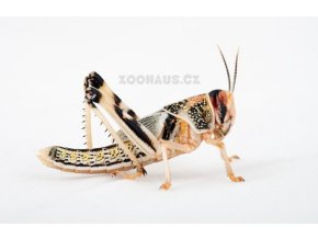 Snímek obrazovky 2025 08 19 124016