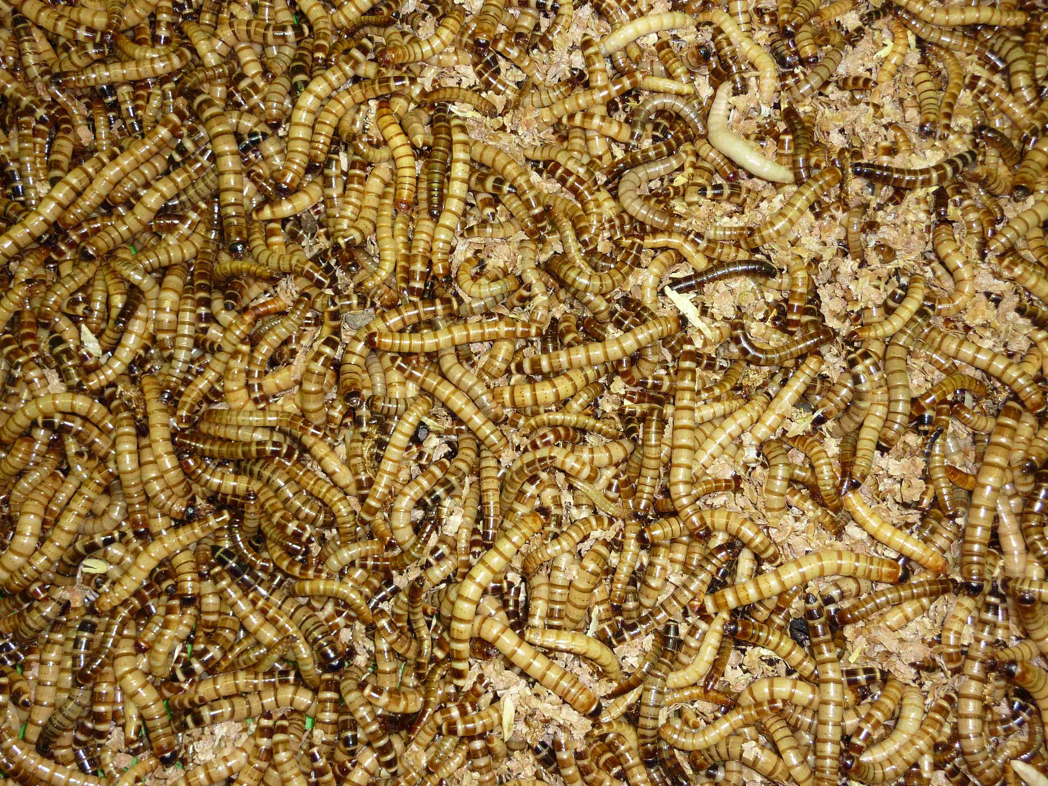 Zophobas 0,2 L Futterinsekte