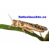 Gregaria adult futterinsekte