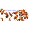 Lateralis
