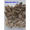 Porcellio laevis Dairy cow Panda futterinsekte