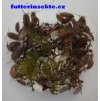 Porcellionides pruinosus Powder blue futterinsekte