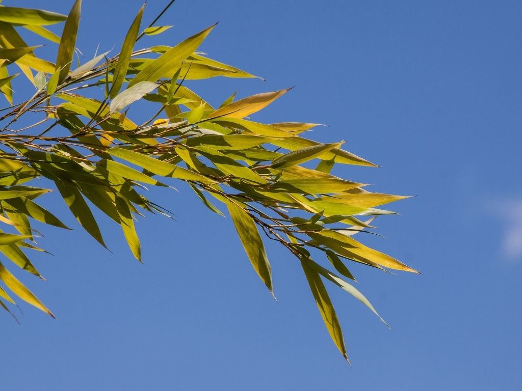 Bambus je super, bambus je BIO. A co viskóza? Jaká je?