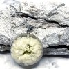 CHRYZANTEMA BIELA V CIROM POLOGULA L (1)
