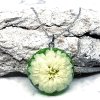 CRYZANTEMA BIELA V ZELENOM POLOGULA L (2)