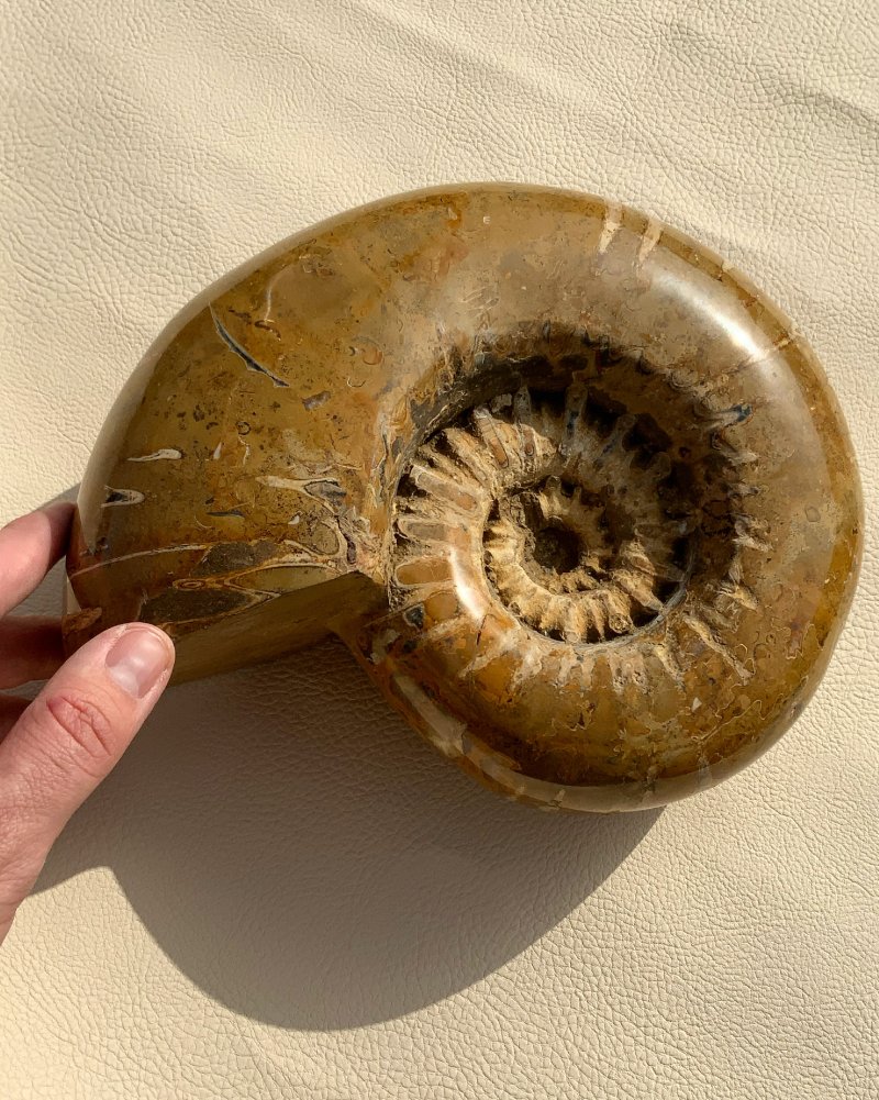 Luxusní zkamenělina amonit hlavonožec Madagaskar 4,1kg