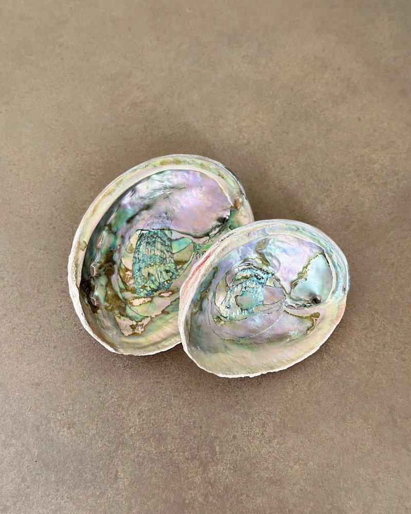 Vykuřovací mušle Abalone 13cm