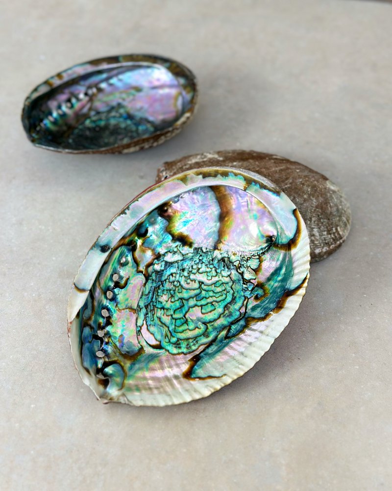 Vykuřovací mušle Abalone Extra 16cm