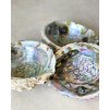 Vykuřovací mušle Abalone surová