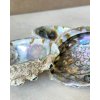 Vykuřovací mušle Abalone surová