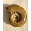Luxusní zkamenělina amonit hlavonožec Madagaskar 4,1kg