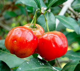 Acerola gyümölcs