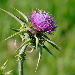Máriatövis