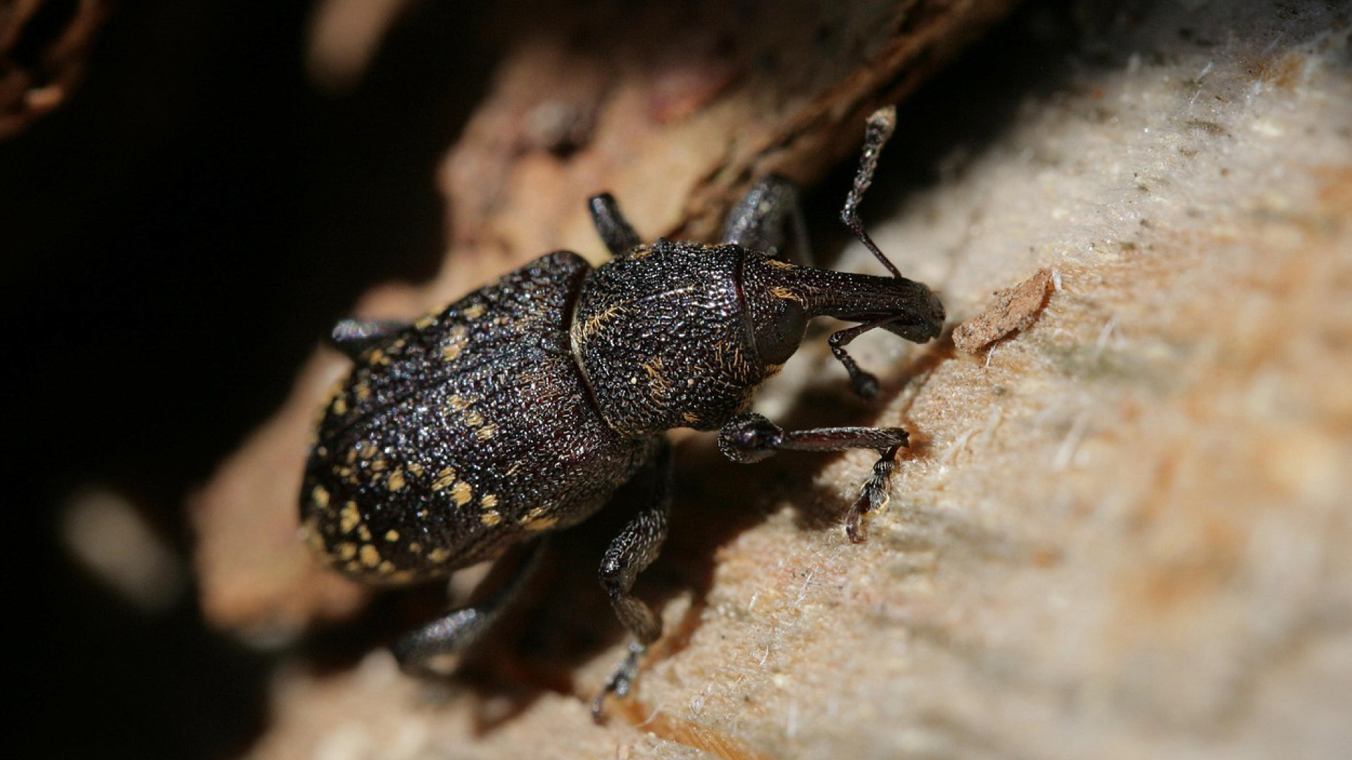 Dřevokazní škůdci - hmyz