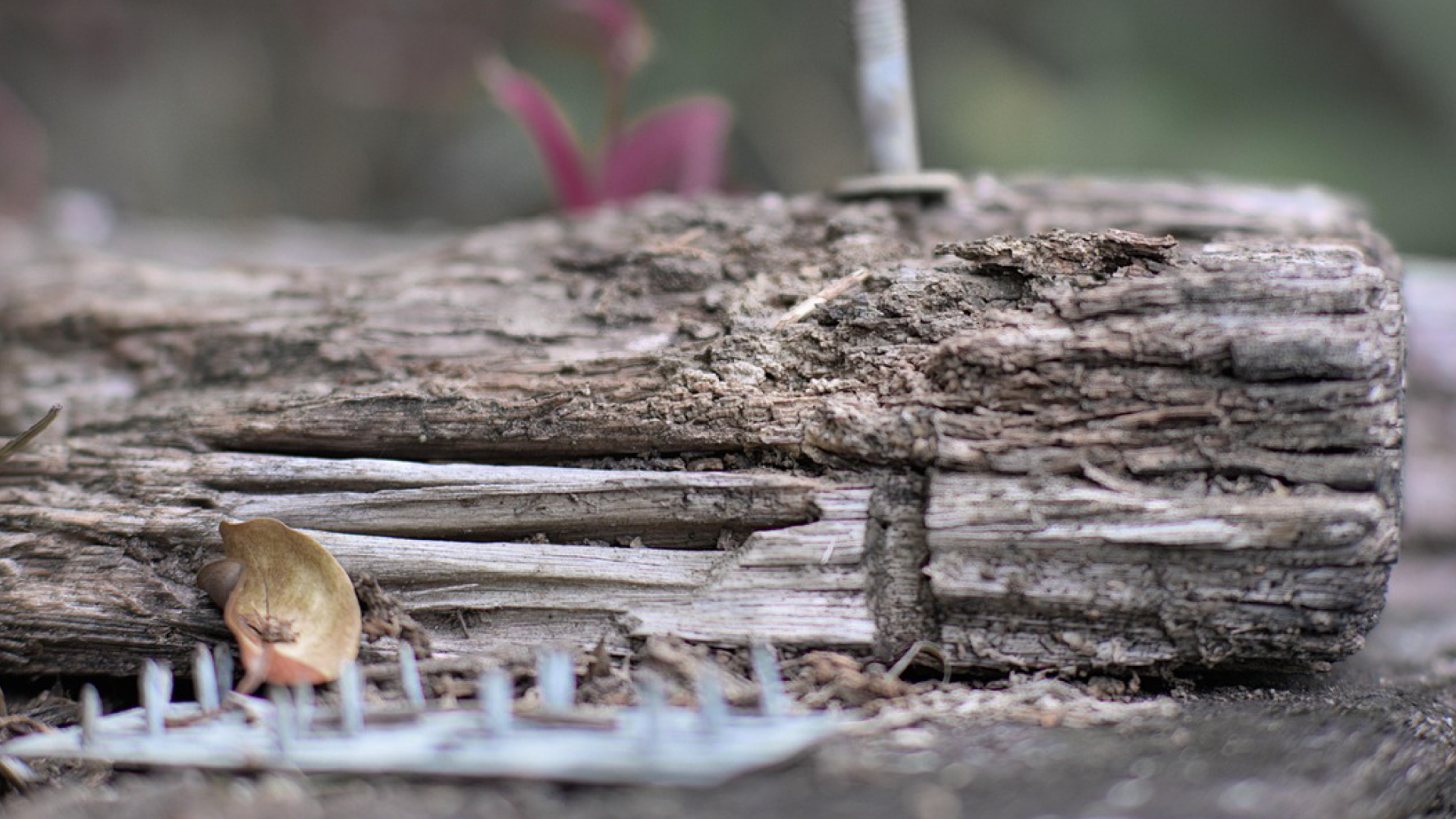 Dřevokazní škůdci - houby