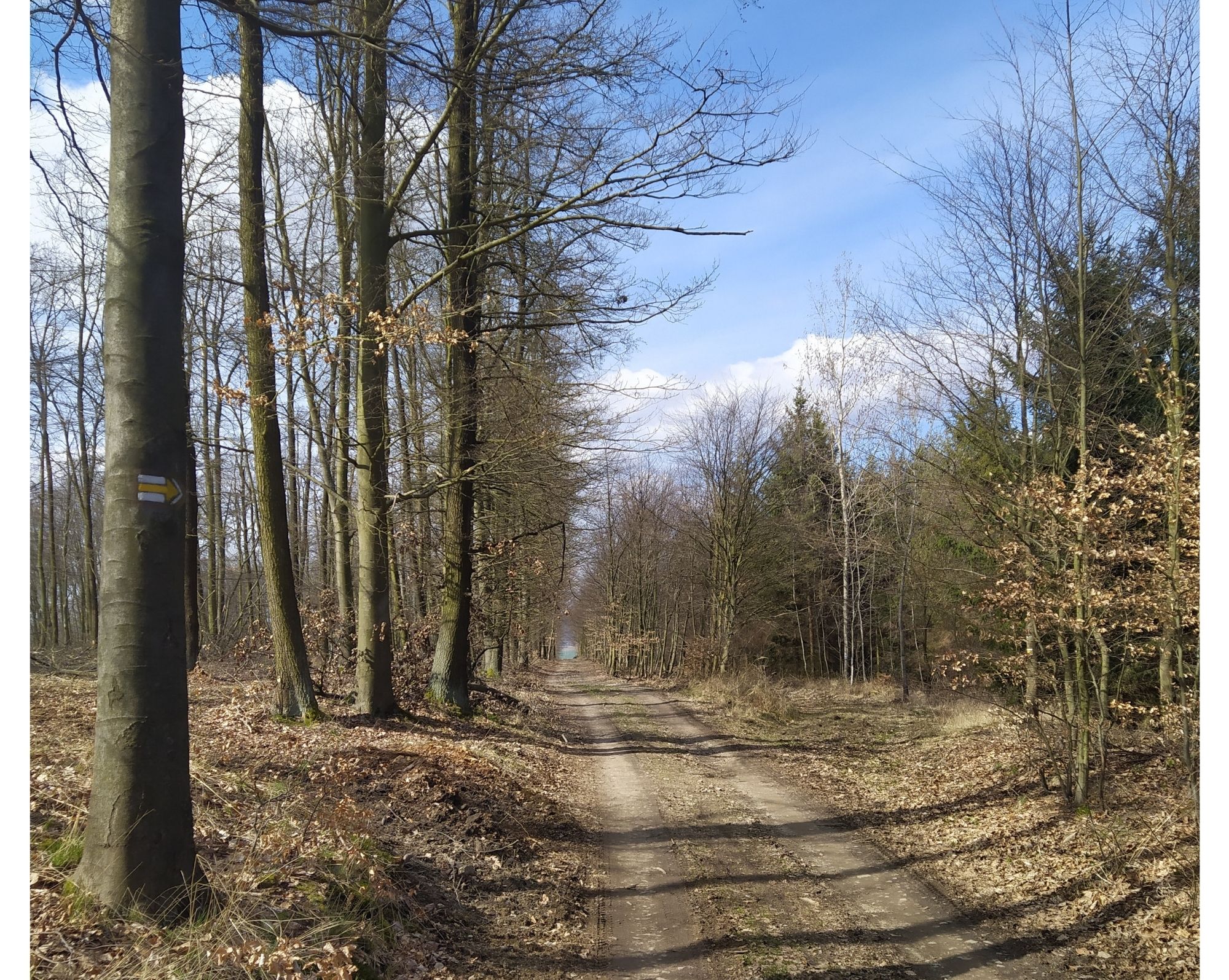 Podkomorské lesy 6. etapa