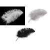Pštrosí peří délka 50-55 cm (Varianta 1 bílá, Balení 1 ks)