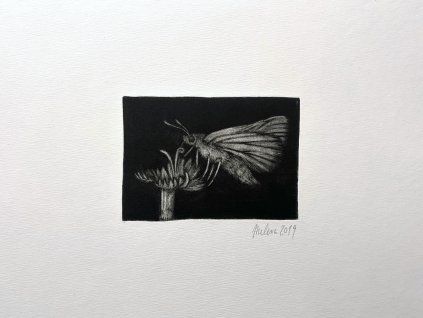 Jan Melena - Můra