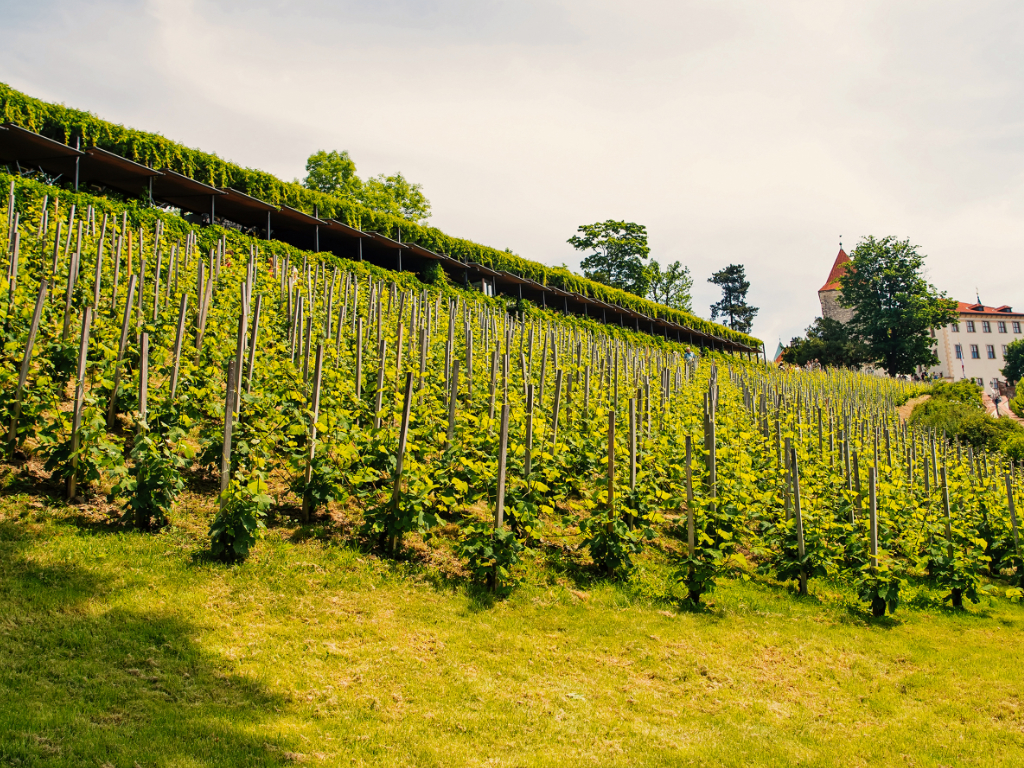Vinařská oblast Alsasko | Alsace