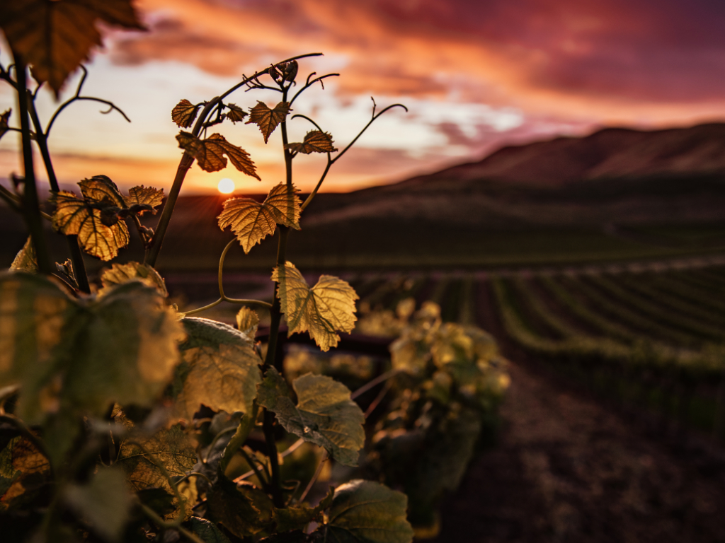Vinařská oblast Provence | Côtes de Provence