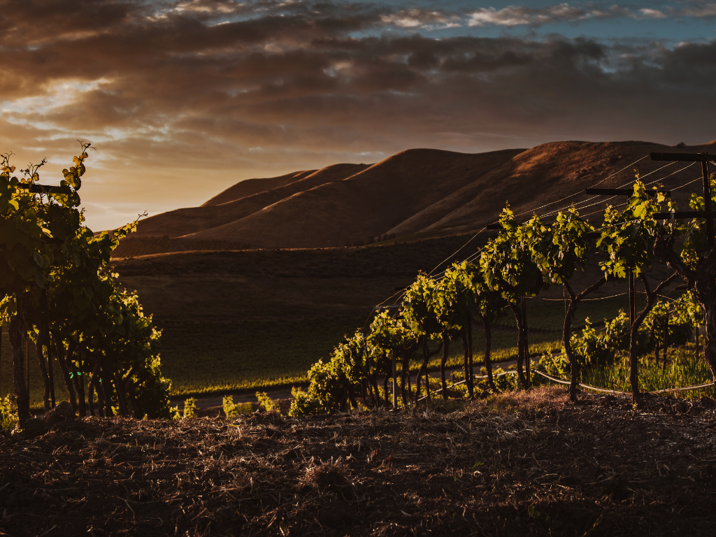 Vinařská oblast údolí Rhony | Côtes du Rhône