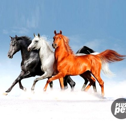 Jedlý papír  KONĚ