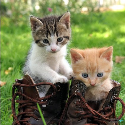 Jedlý papír  KOŤÁTKA (● velikost průměr 20 cm ☝, ● materiál FONDÁNOVÝ DECORLIST ✴️)