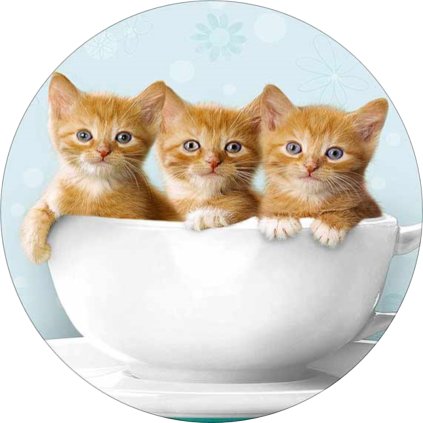 Jedlý papír  KOŤÁTKA