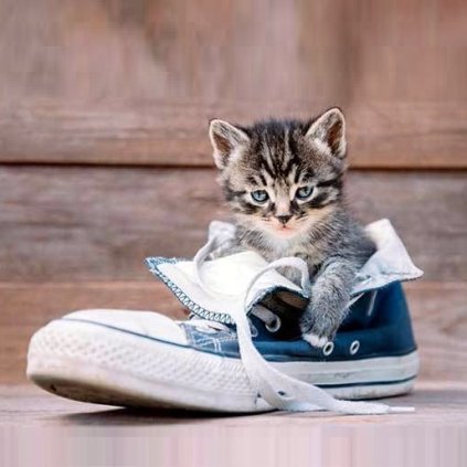 Jedlý papír  KOTĚ